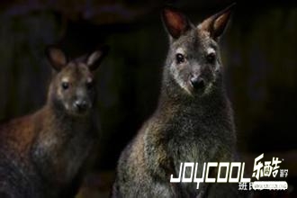 新加坡美丽的夜间动物园