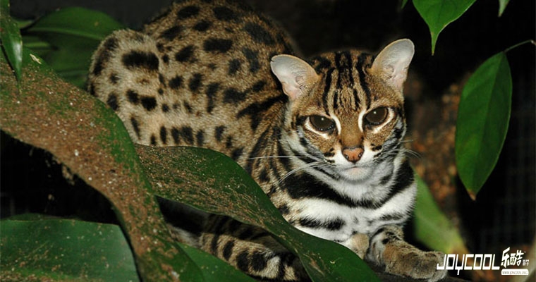 新加坡游学 新加坡游学