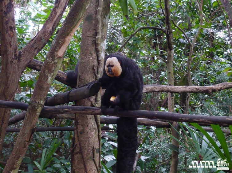 开放的新加坡日间动物园