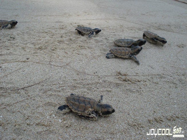 美丽的龟屿岛(Kusu-Island)