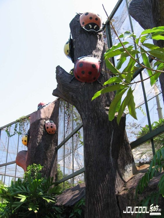 一个只属于蝴蝶与昆虫的国度