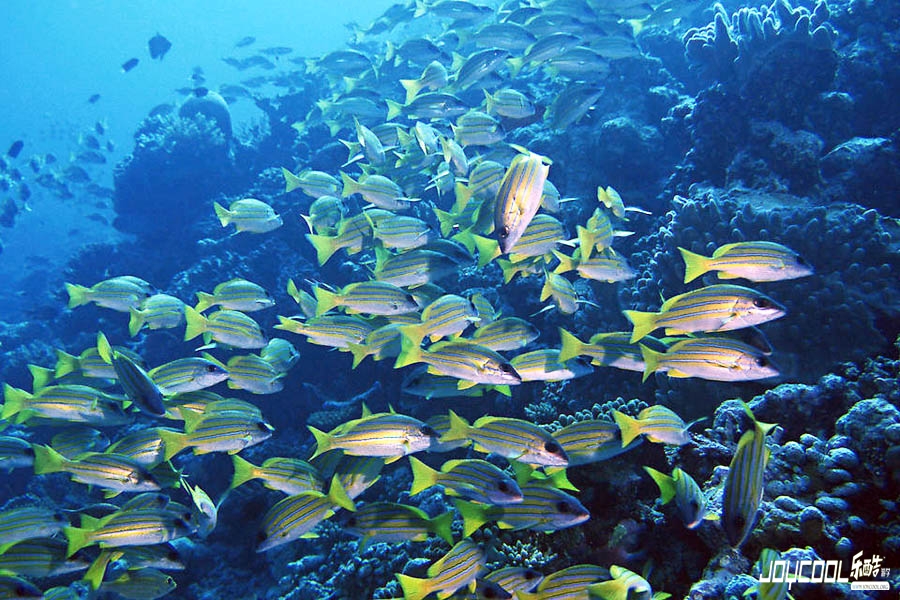 新加坡海底世界