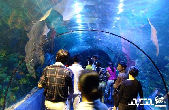 新加坡游学之探索海底世界