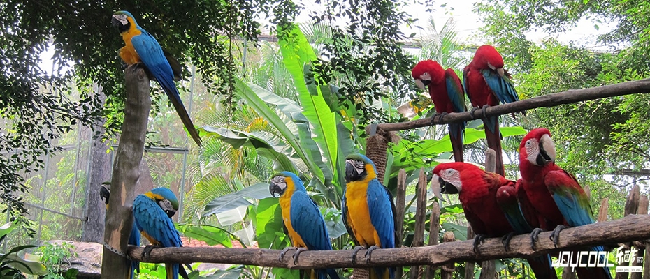 新加坡蝴蝶园与昆虫王国