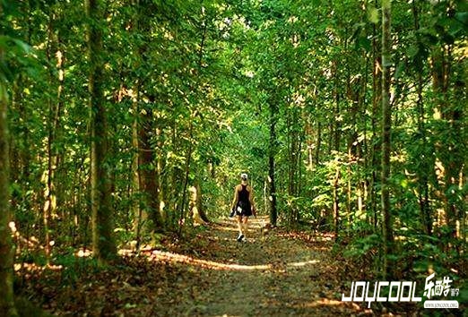 新加坡最大的绿色山林——武吉知马自然保护区