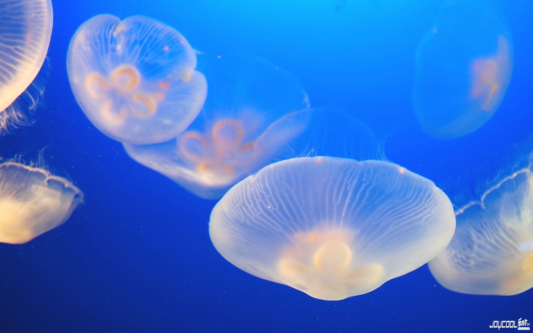 圣淘沙四大景点带你“飞”