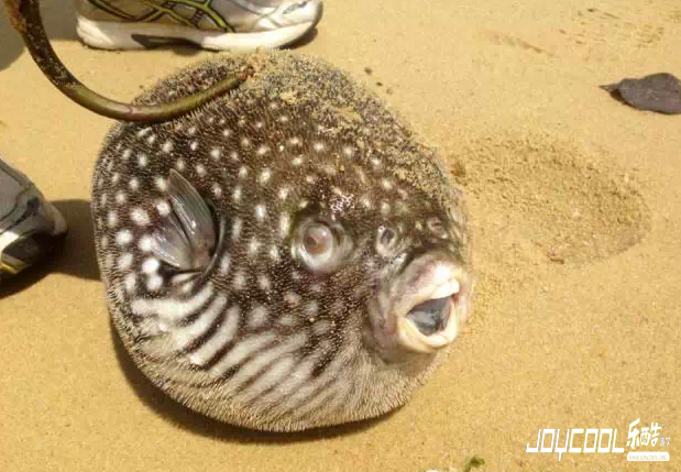 新加坡那些被冲上岸的海洋生物（一）