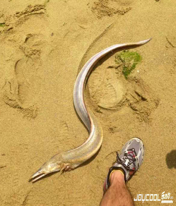 新加坡游学海洋生物