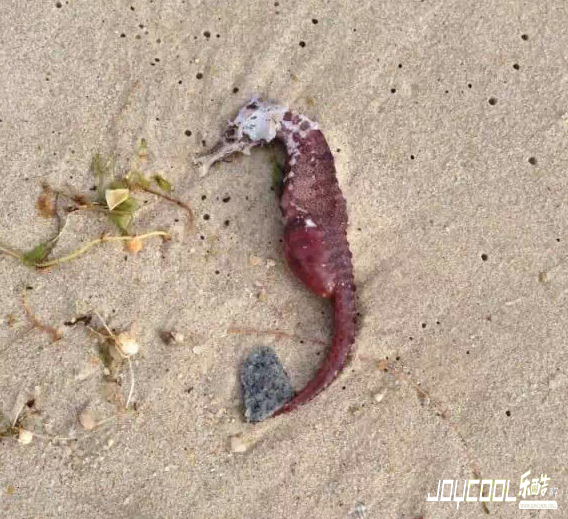 新加坡游学海洋生物