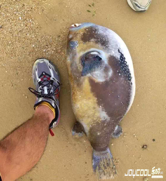 新加坡游学海洋生物