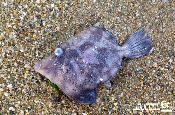 新加坡游学海洋生物