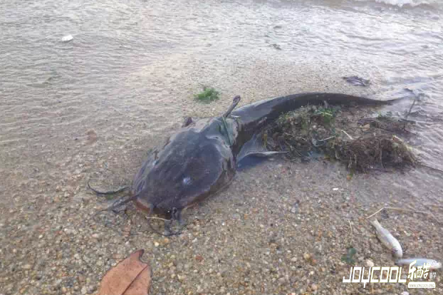 新加坡游学海洋生物