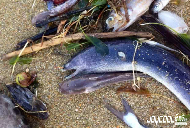 新加坡游学海洋生物