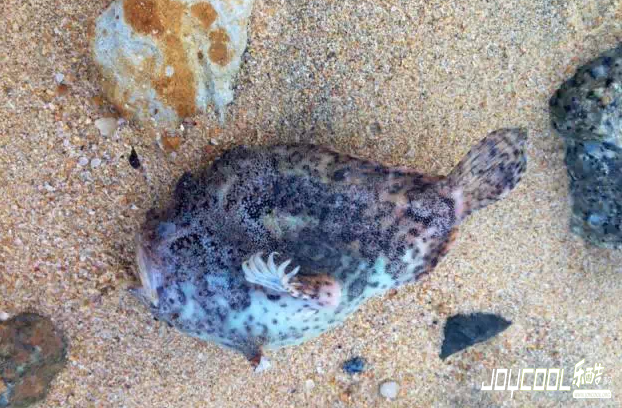 新加坡那些被冲上岸的海洋生物（二）