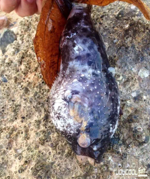 新加坡游学海洋生物