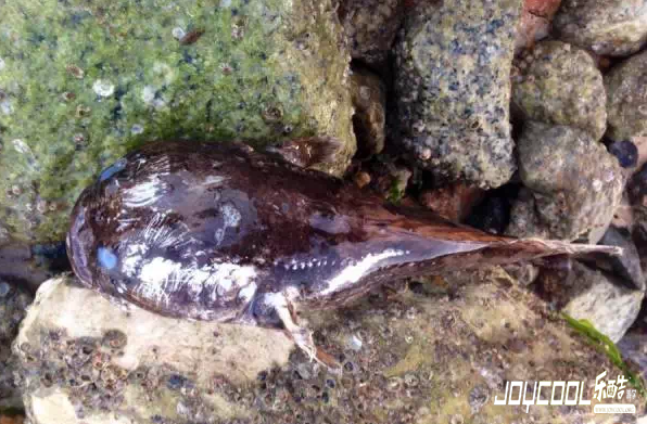 新加坡游学海洋生物