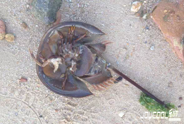 新加坡游学海洋生物