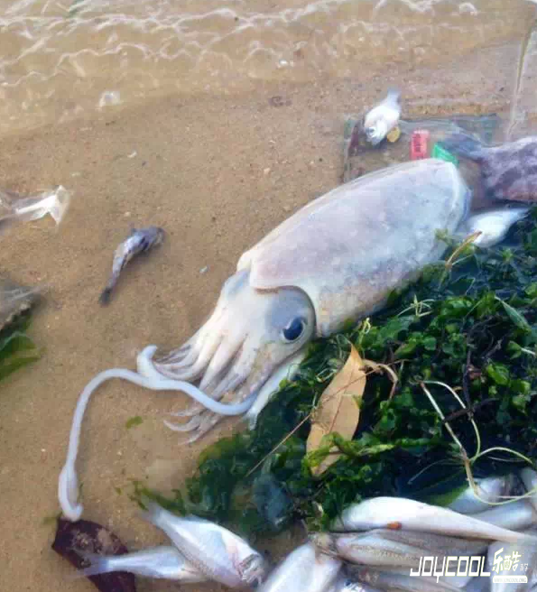 新加坡游学海洋生物