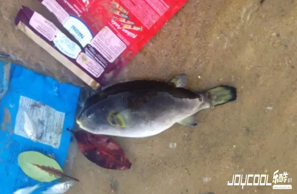 新加坡游学海洋生物