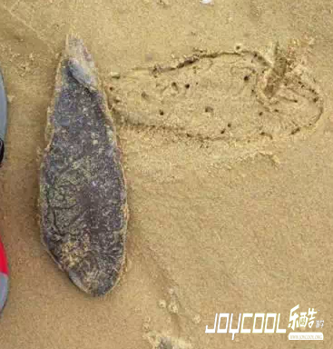 新加坡游学海洋生物