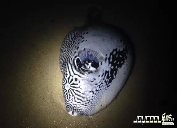 新加坡游学海洋生物