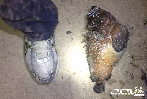 新加坡游学海洋生物