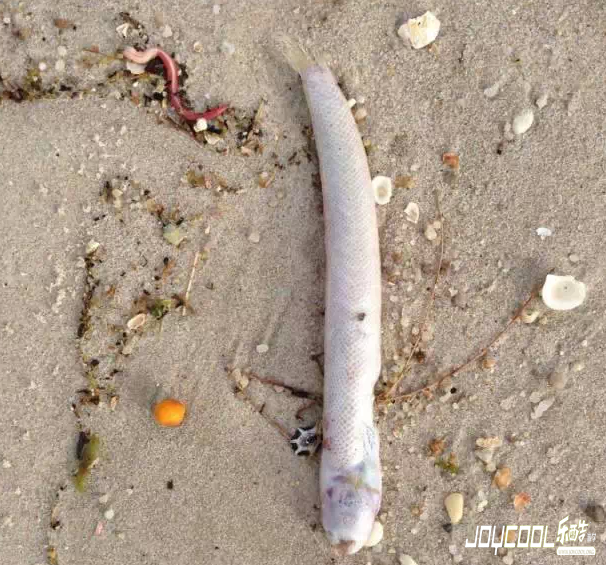 新加坡游学海洋生物