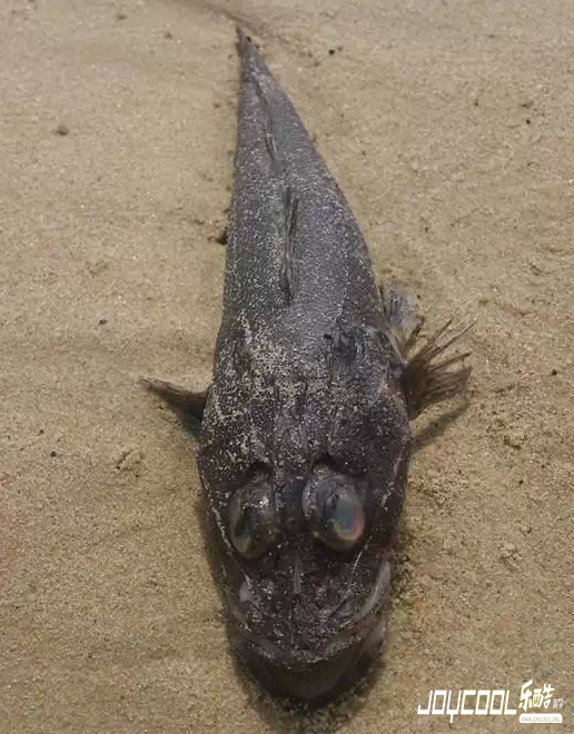 新加坡游学海洋生物