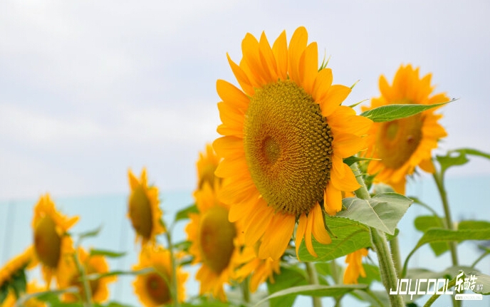 向日葵园 向日葵园