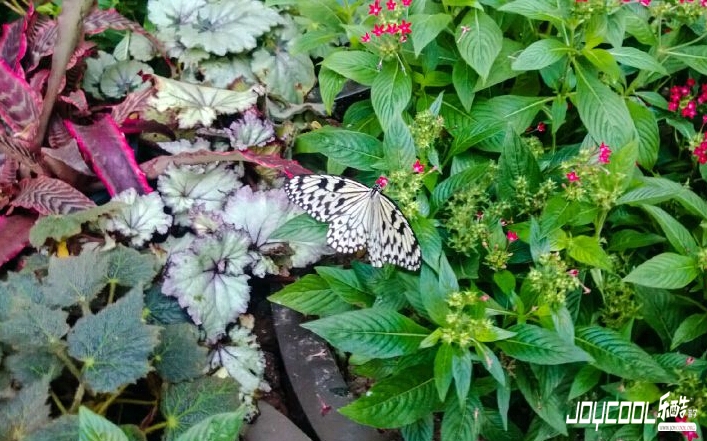 蝴蝶花园 蝴蝶花园