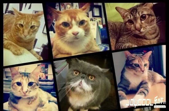 新加坡首个猫咪博物馆