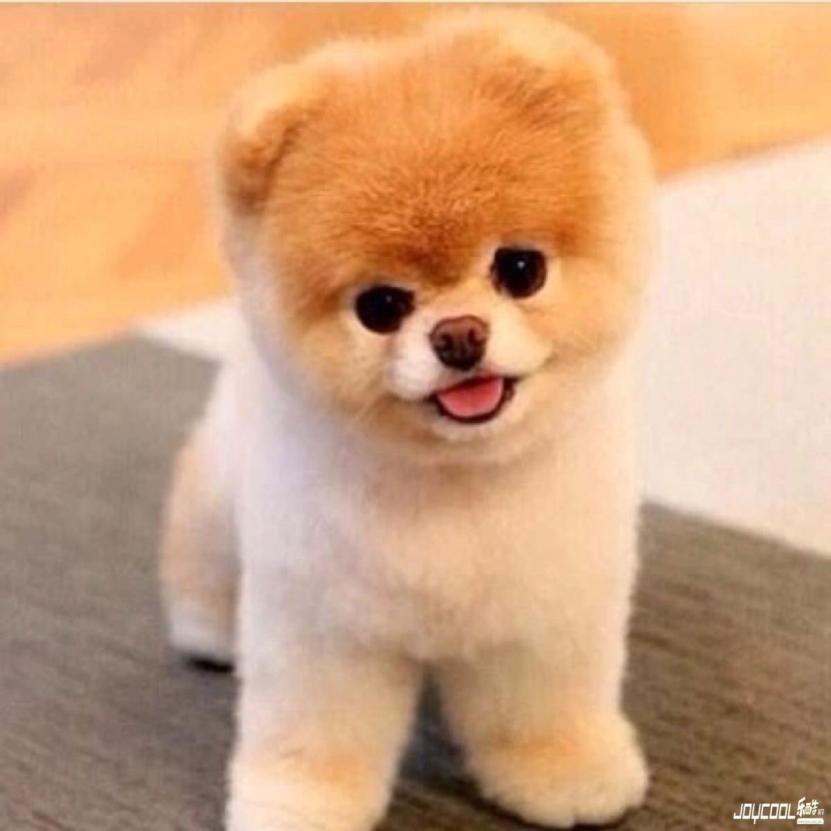 如何从新加坡带宠物回国