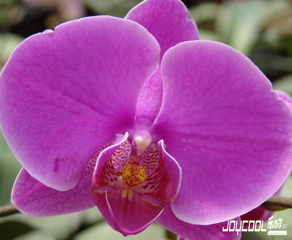 新加坡游学,新加坡旅游,新加坡旅游特产