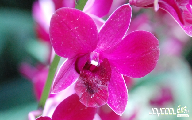 新加坡的国花——胡姬花