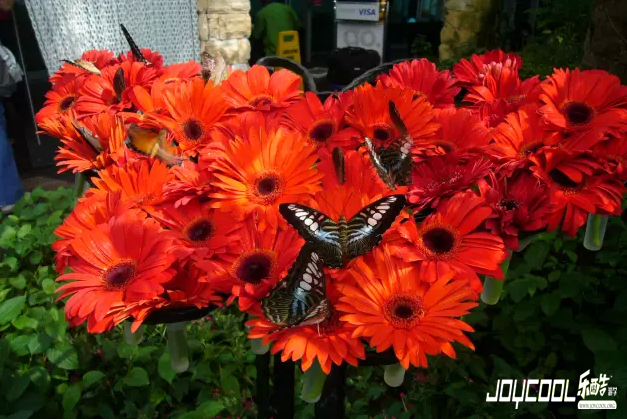 新加坡樟宜国际机场,新加坡游学