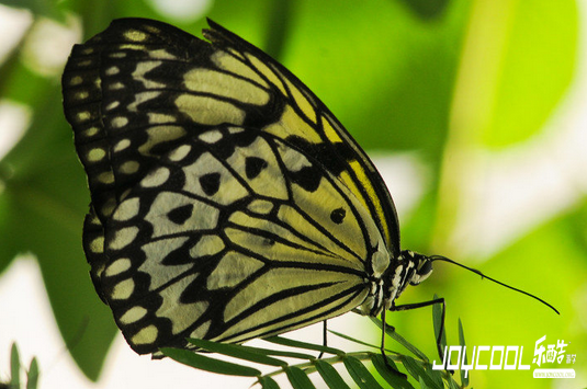 圣淘沙世界昆虫馆