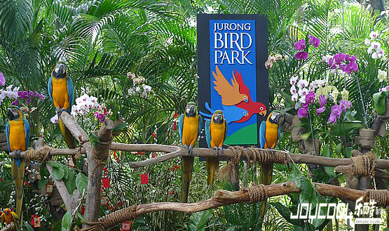 新加坡的绝色美景,新加坡游学