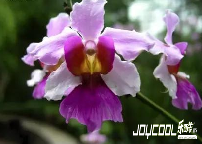 关于新加坡,你不知道的20件事,新加坡游学