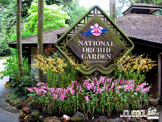 新加坡无处不在的“胡姬花元素”