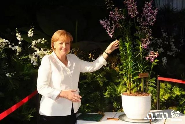 新加坡无处不在的“胡姬花元素” 新加坡无处不在的“胡姬花元素”