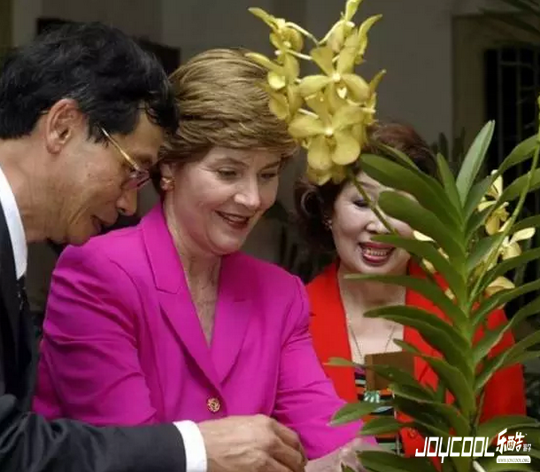 新加坡无处不在的“胡姬花元素” 新加坡无处不在的“胡姬花元素”