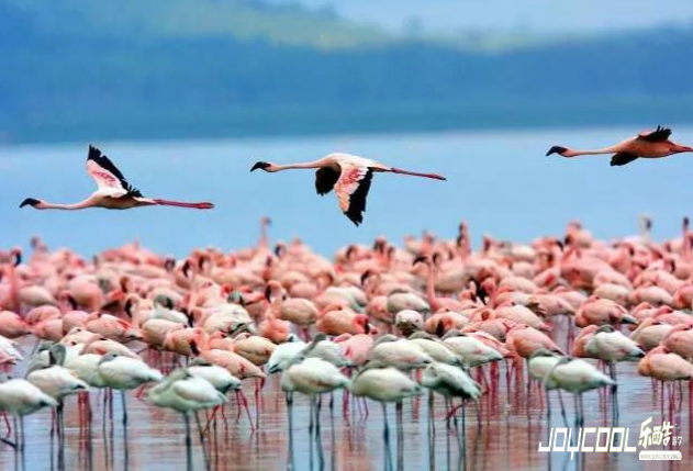 你不是不喜欢新加坡，你只是还没有去过新加坡
