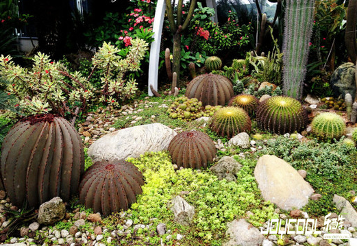 新加坡樟宜机场里的花园