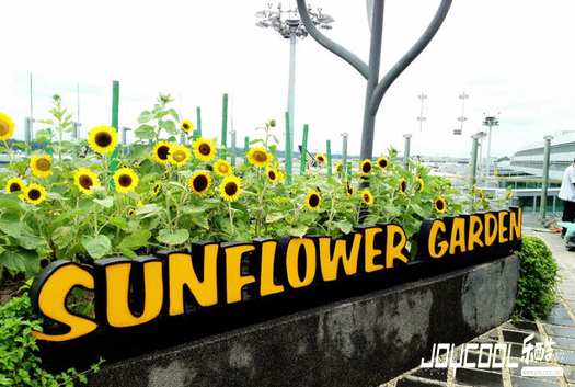 与向日葵一起绽开笑脸 与向日葵一起绽开笑脸