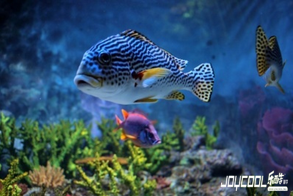 新加坡圣淘沙名胜世界之海洋生物园