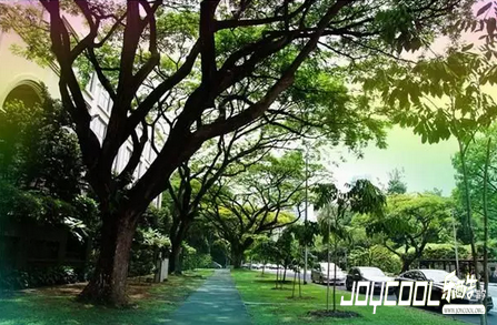 花园城市新加坡的由来,新加坡游学