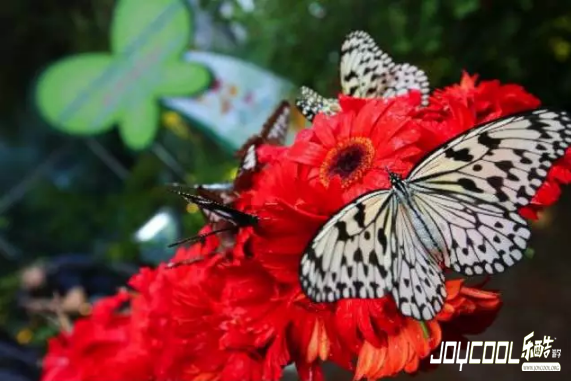新意Christmas,邂逅星洲璀璨,抒写浓情圣诞 新意Christmas,邂逅星洲璀璨,抒写浓情圣诞