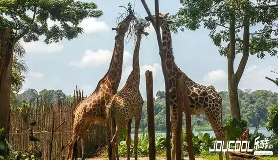 新加坡民丹岛,新加坡游学