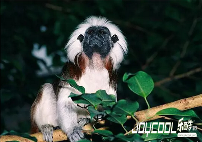 新加坡四大公园动物新春齐贺岁