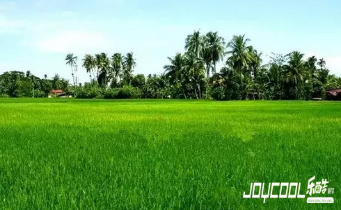 新加坡的后花园,民丹岛,游学